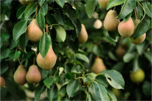 Poires sur la branche d'un arbre fruitier plein de feuilles